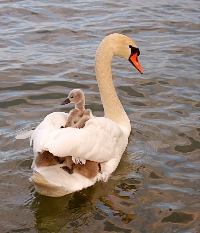 лебедь шипун с птенцами. съел лебедя. лебедь едят или нет. лебедь шипун в дикой природе. каких лебедей едят.