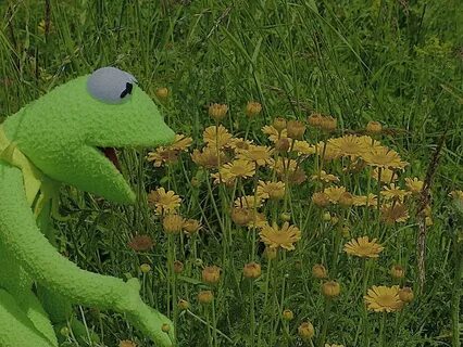 Hermit the frog