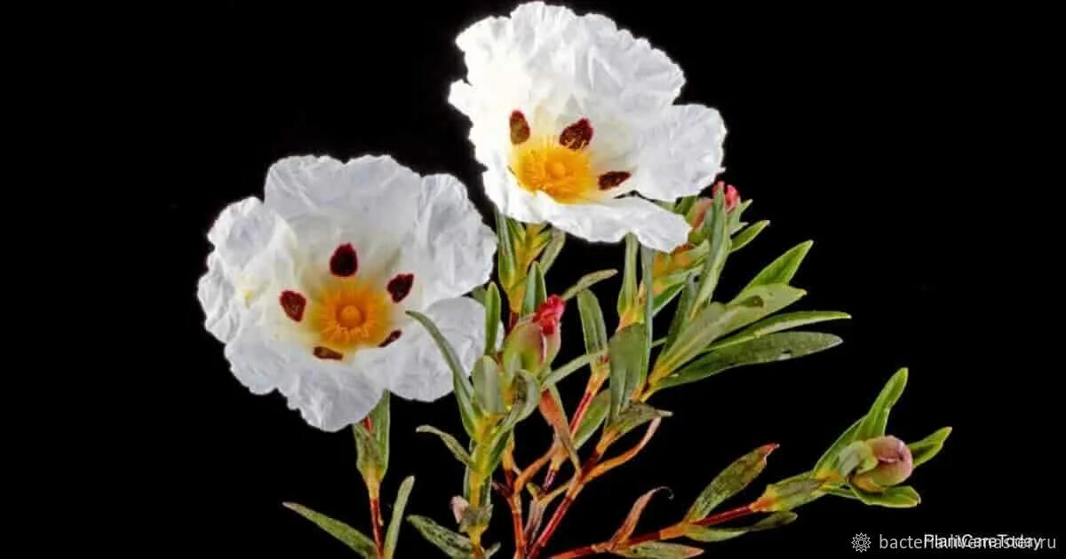 Лабданум что это. Ладанник лабданум. cistus ladaniferus. ладанник ладаноносный. французский лабданум.