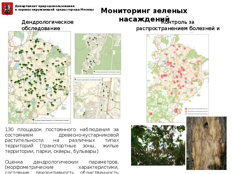 Мониторинг московско. Биоиндикационный мониторинг зеленых насаждений города. схема мониторинга зеленых насаждений. экологический мониторинг в москве. экологический мониторинг растений.