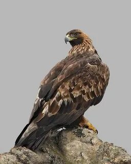 Ретро порнографиялық картиналар мен сызбалар