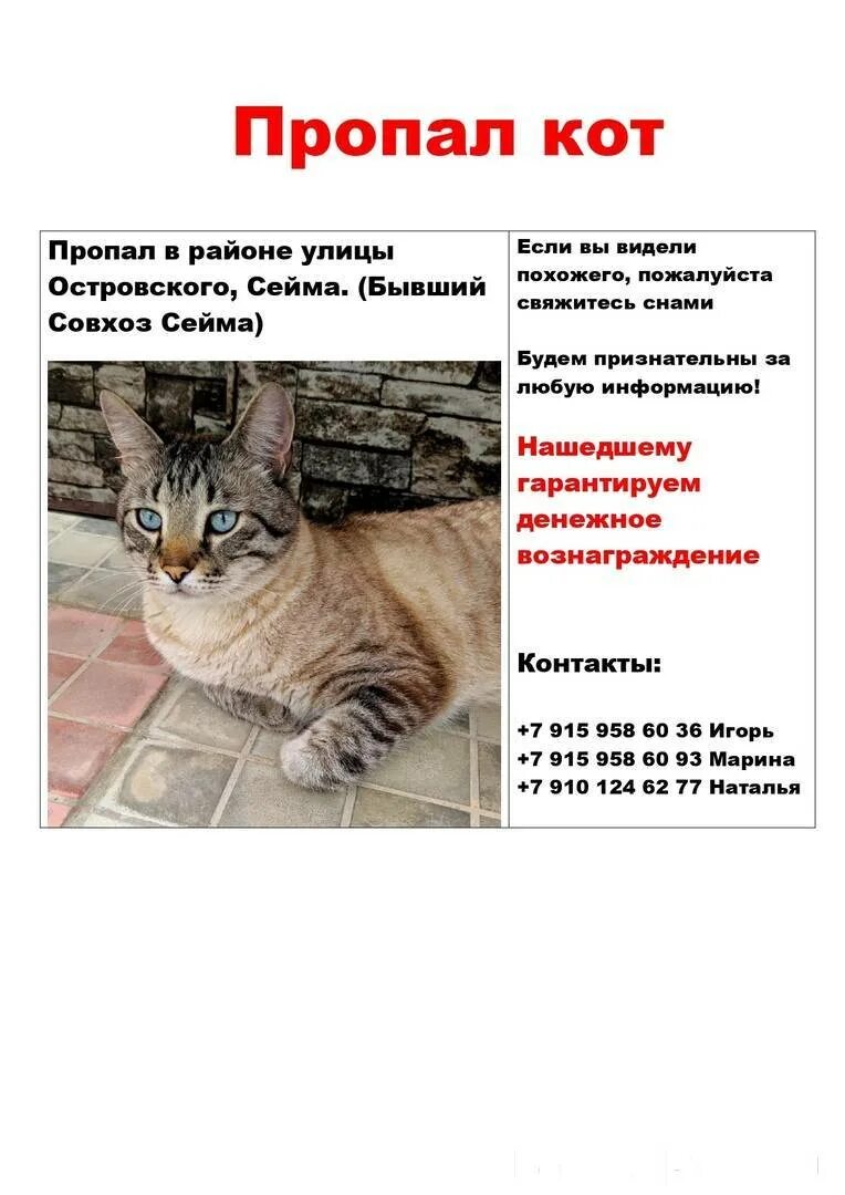 Кот ушел из дома приметы. Пропал котик. кот уходит из дома.