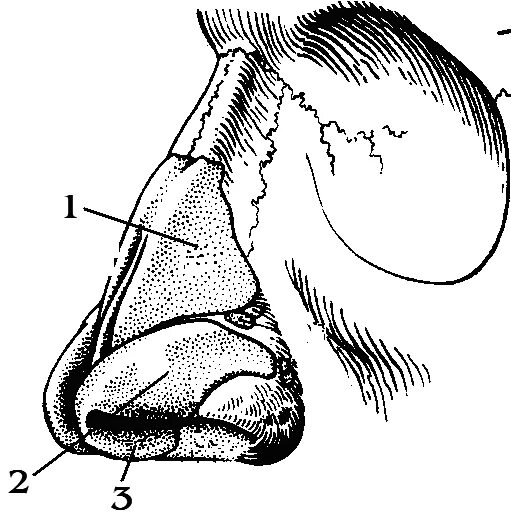 Строение наружного носа. Анатомия носа хрящи носа. Кости и хрящи носа анатомия. Хрящи носа анатомия строение.