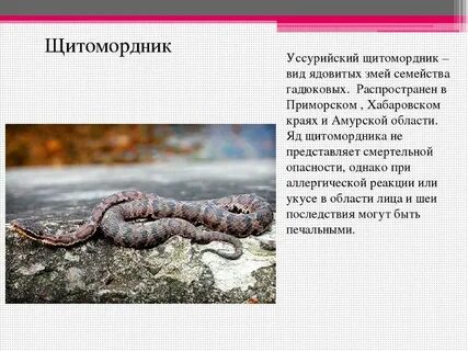 Рассказ о опасных животных