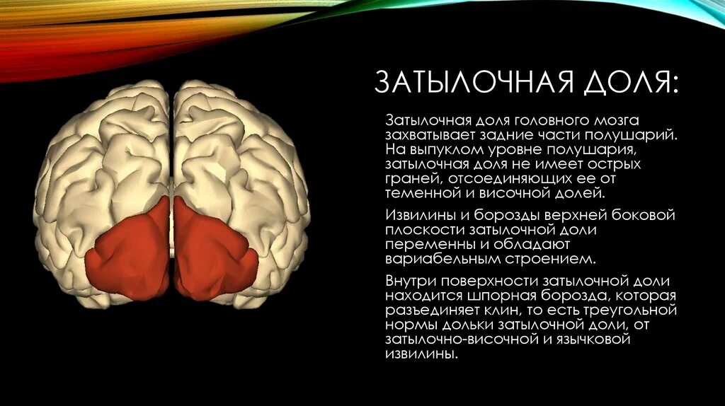 Расположена в затылочной доле мозга