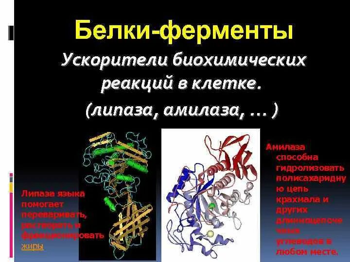 Особенности ферментов белков. Белки ферменты. Строение белка фермента. Белковая природа ферментов. Биохимическая реакция белки.