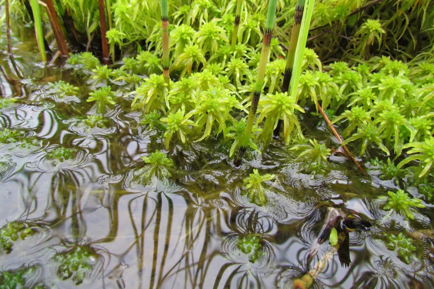 болото род. болото род. верховые болота (олиготрофные). заповедник wetlands. болото род.