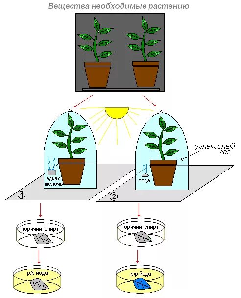 Опыты с растениями. Эксперименты с растениями. Эксперименты с листьями растений. Образование крахмала в листьях растения. Ток по направлению к листьям