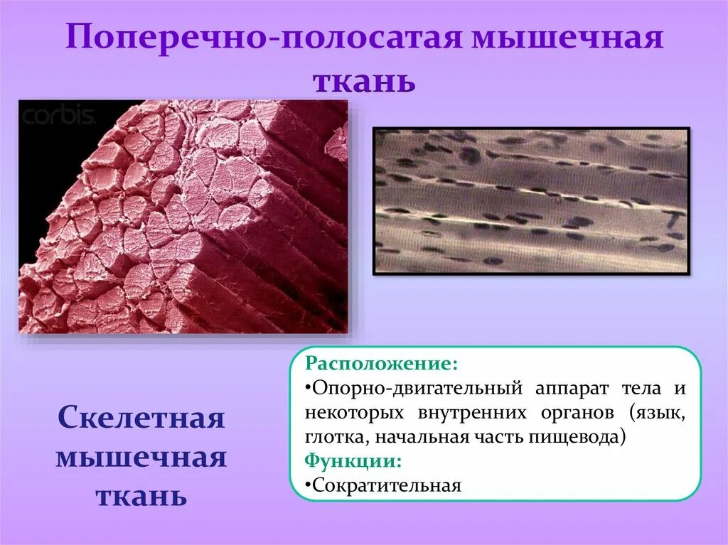 Волокна поперечно полосатой мышечной ткани ядра. Поперечнополосатая Скелетная мышечная ткань функции. Поперечно полосатая Скелетная ткань функции. Скелетная поперечнополосатая мышечная ткань языка функция. Сократительный аппарат скелетной поперечно полосатой мышечной ткани.