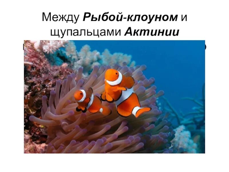 Актинии и рыбы тип взаимоотношений. Рыба клоун и актиния взаимоотношения. рыбы клоуны и актинии тип взаимоотношений. рыба клоун и актиния взаимоотношения тип. рыбы клоуны и морские анемоны тип взаимоотношений.