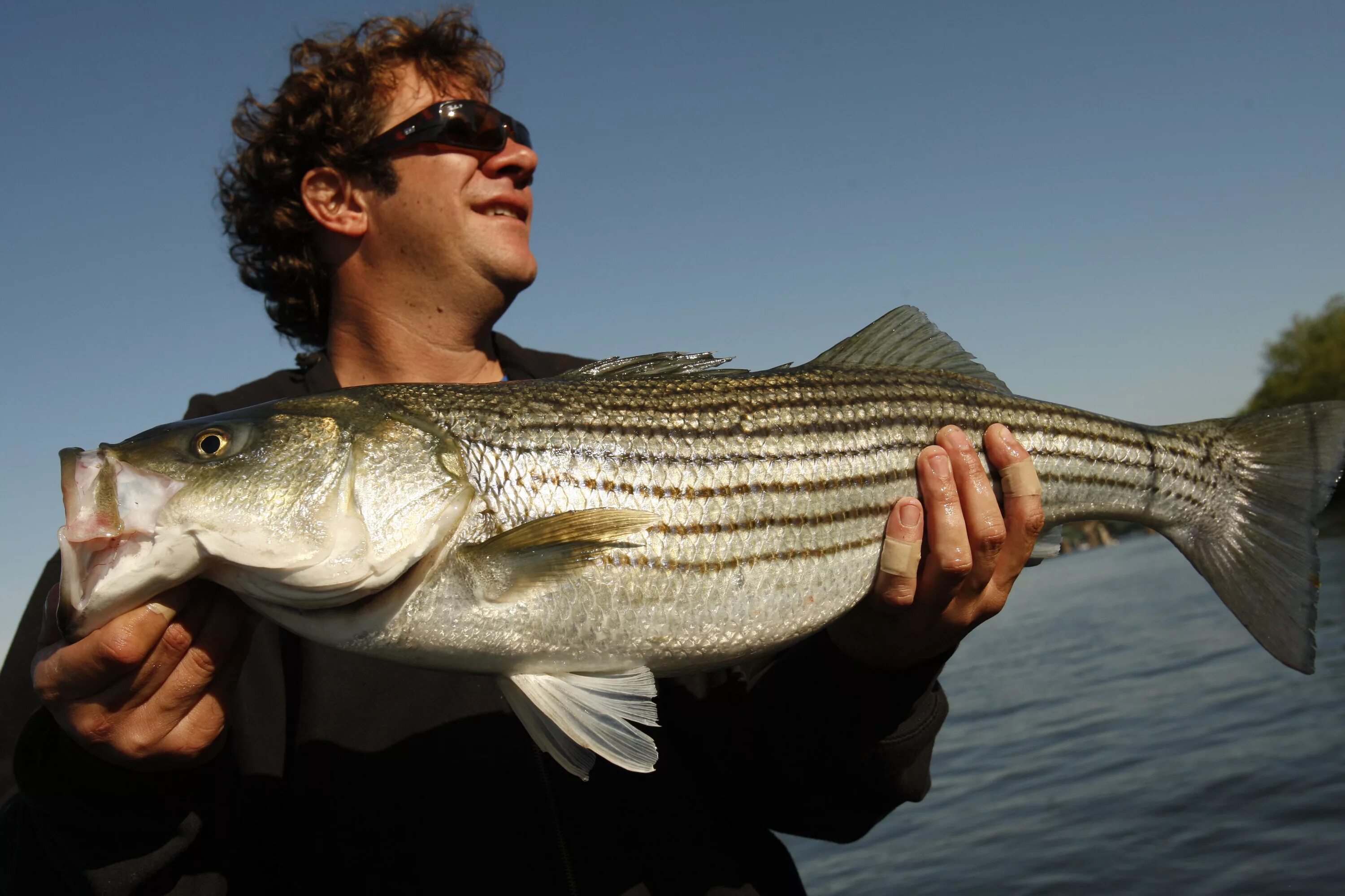 Рыба бас. Страйпер рыба. бас рыба. striped bass рыба. шильб полосатый.