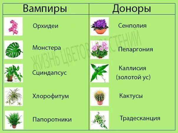 Растения доноры