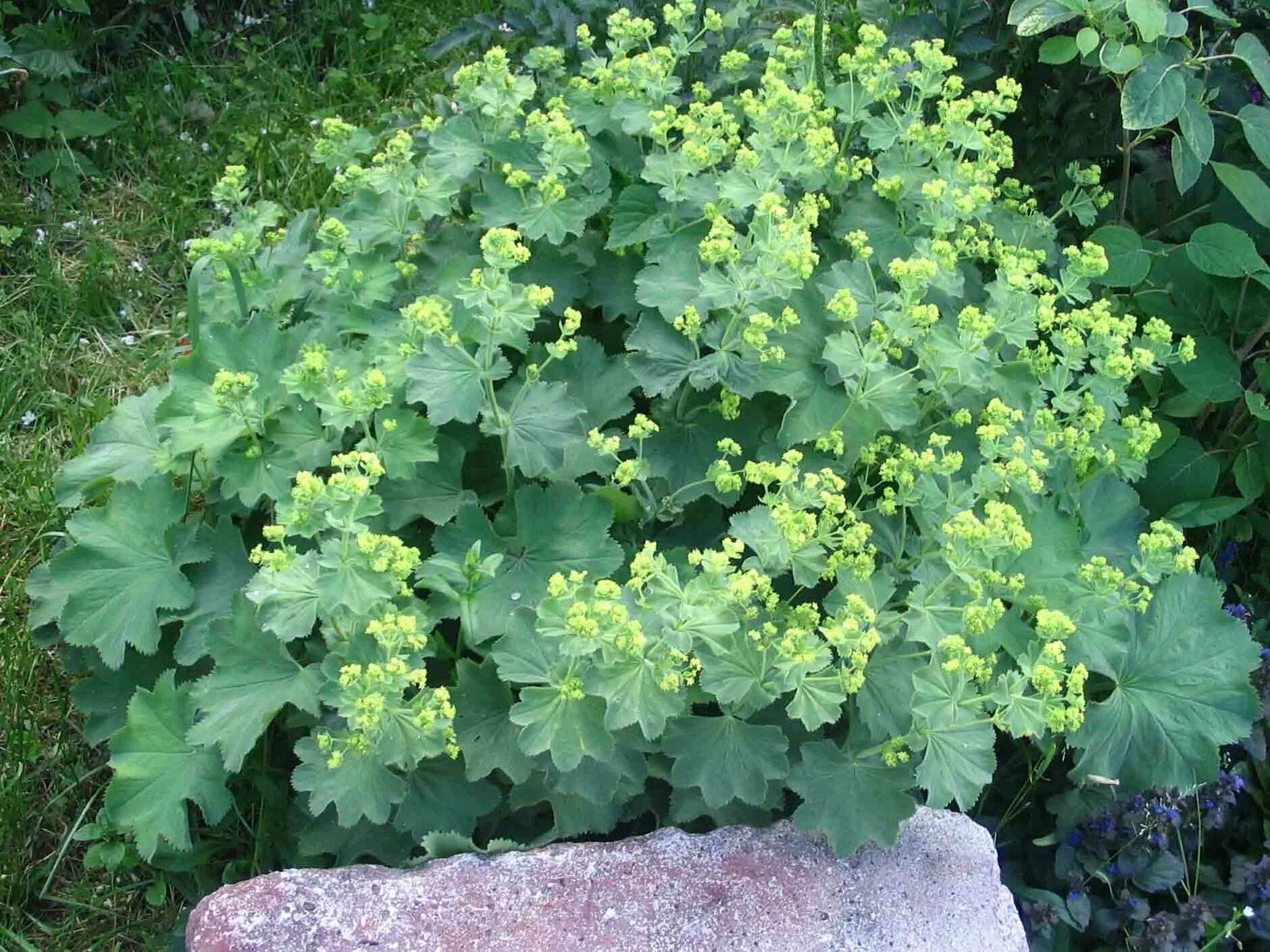 Манжетка посадка и уход. Манжетка красночерешковая (alchemilla erythropoda). манжетка иремельская. манжетка альпийская. манжетка городковатая.