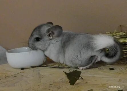 Шиншилла 1