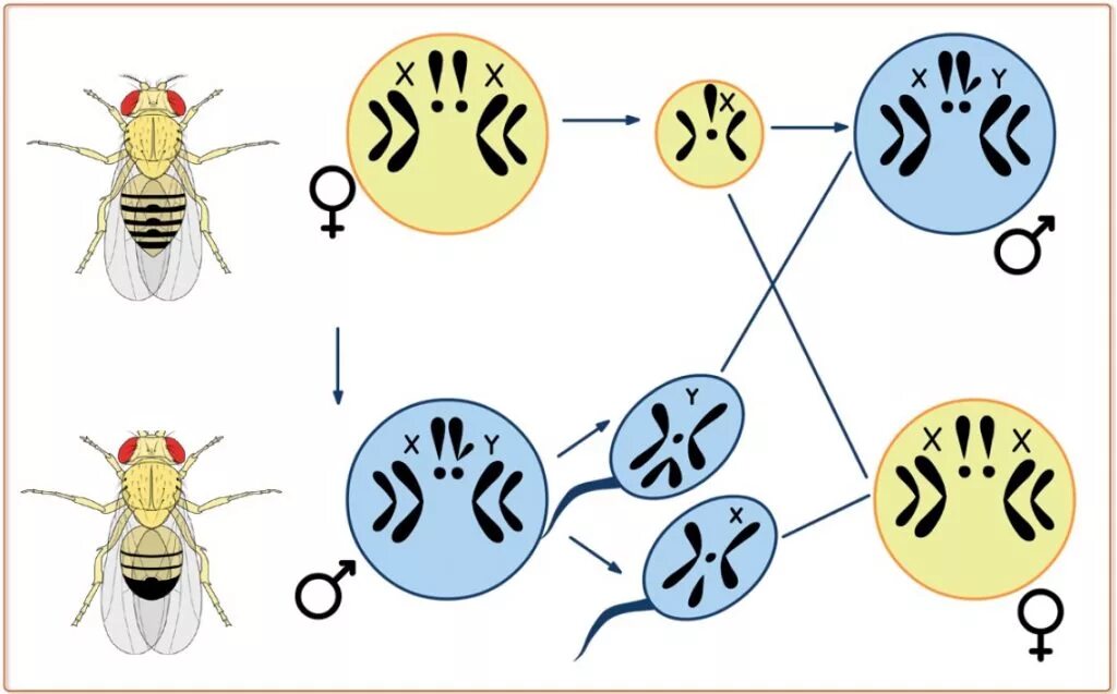 Сколько хромосом в гамете организма. Кариотип санки дрозофила. Половые хромосомы мухи дрозофилы. Половые хромосомы самки дрозофилы. Кариотип мухи дрозофилы.