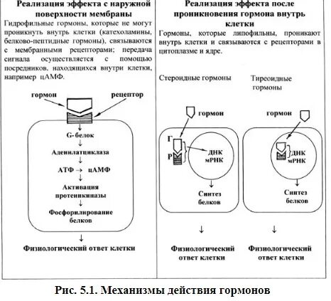 Обработка клеточной массы гормонами высаживание изолированных. 1. Механизм действия гормонов, проникающих внутрь клетки. Механизм действия гормонов проникающих в клетку. Мембранный механизм действия гормонов схема. Гормоны мембранно внутриклеточного механизма.