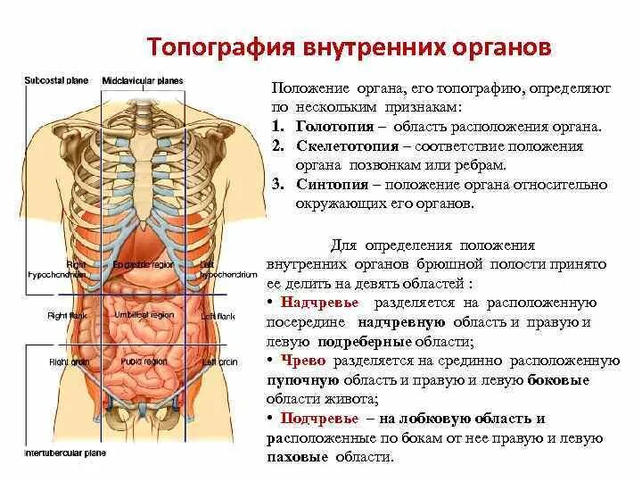 Какие органы у человека с левой. Строение органов брюшной полости сзади. Анатомия человека внутренние органы сзади со спины. Строение органов спереди. Органы под ребрами спереди.