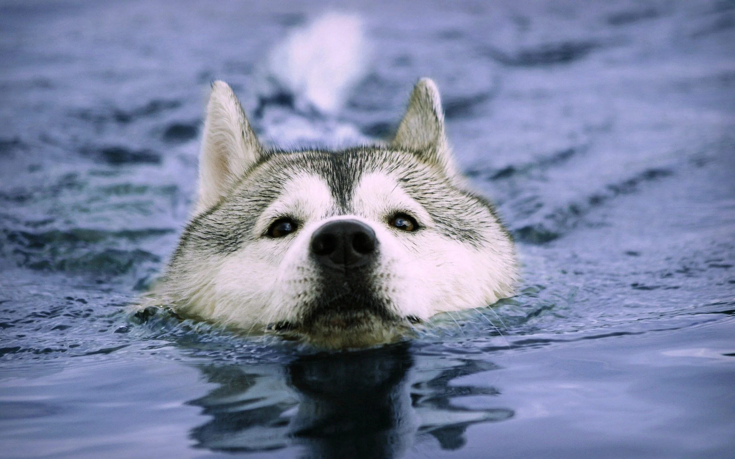 Animals swim