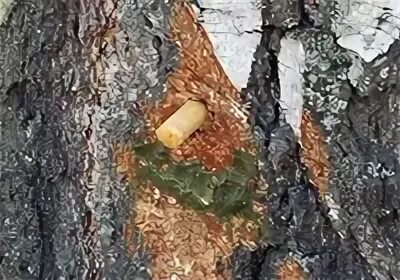 Зачем замазывать ветку березы глиной