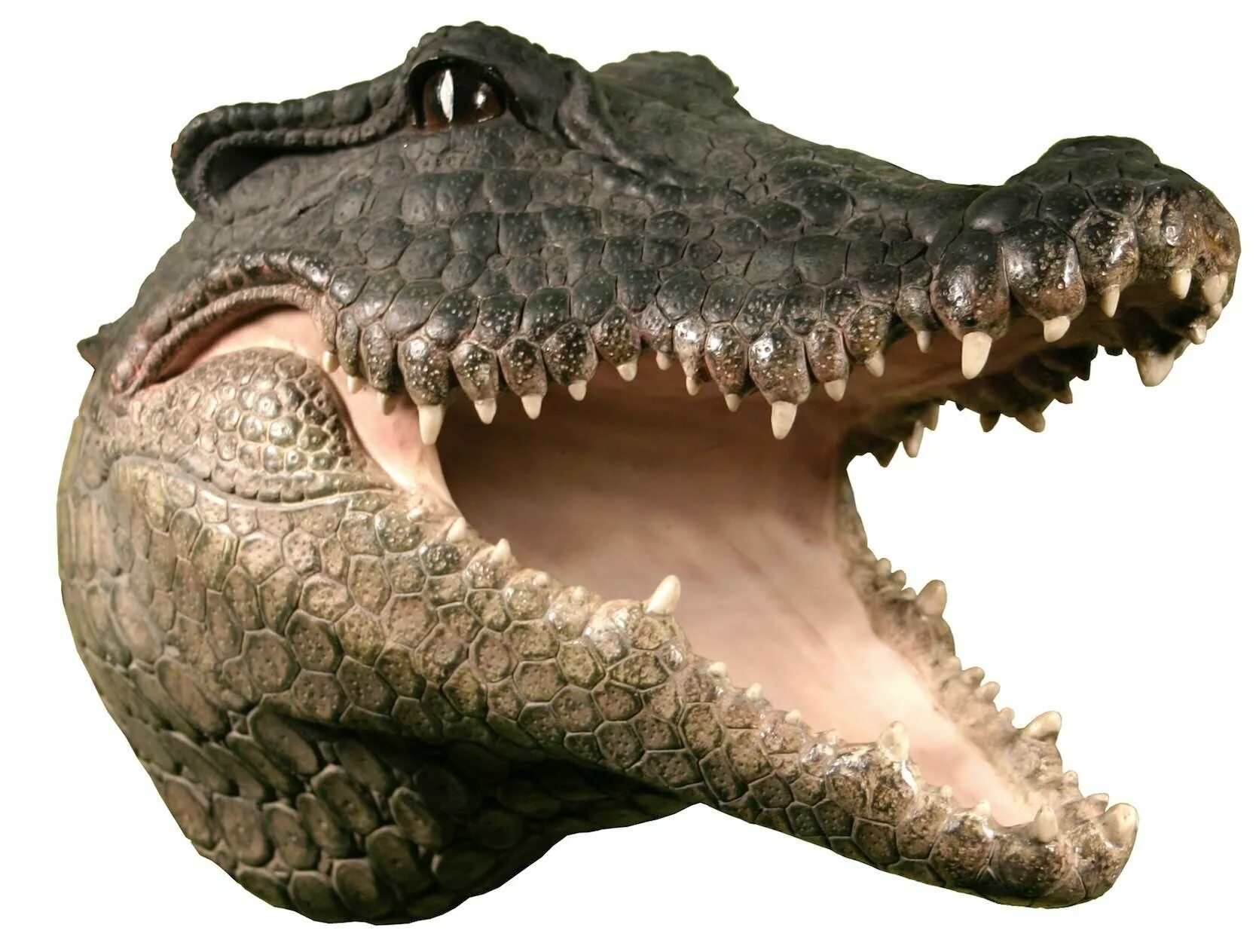 Крокодилы открывают рот. Аллигатор и крокодил. Морда крокодила. Крокодил с ра крытой пастью. Крокодил с открытой пастью.