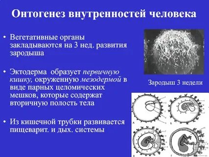 Первичная кишка зародыша