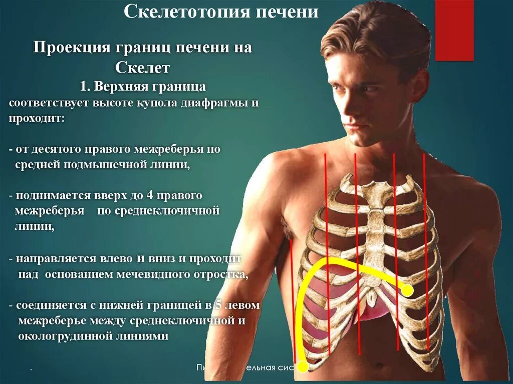 Скелетотопия это. Верхняя и нижняя границы печени. границы печени на скелете. границы печени скелетотопия. анатомические границы печени.