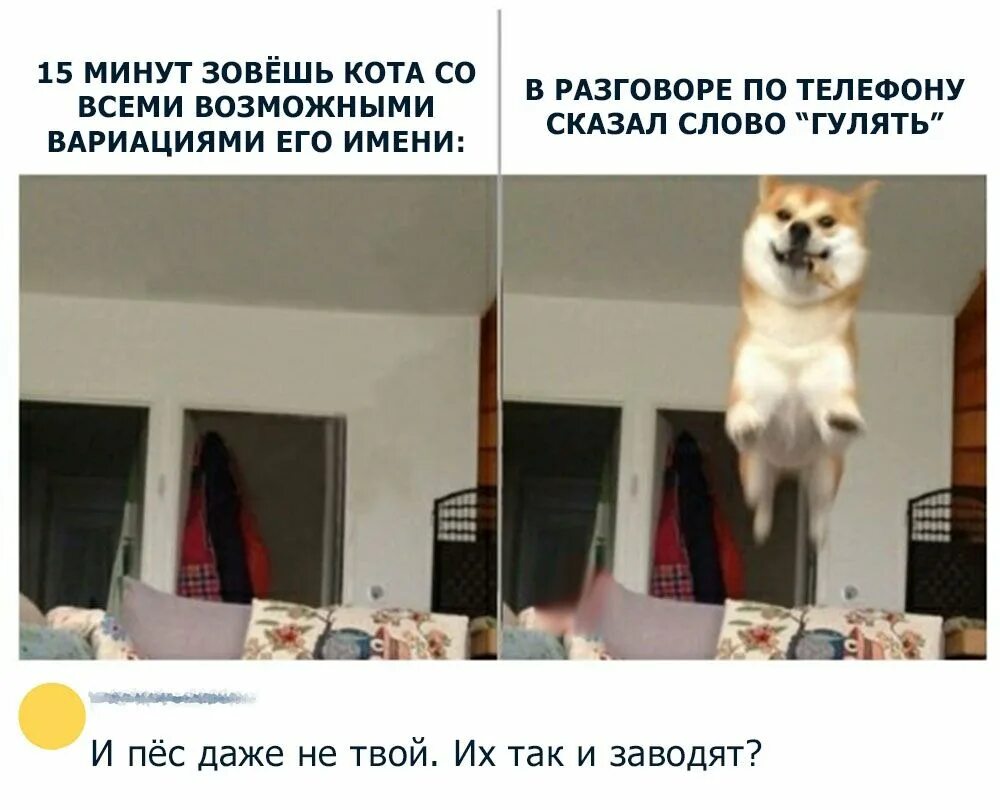 Поговори на кошачьем. Диалог с котом. Кошачий разговор. Кошачья беседа. Кот на переговорах.