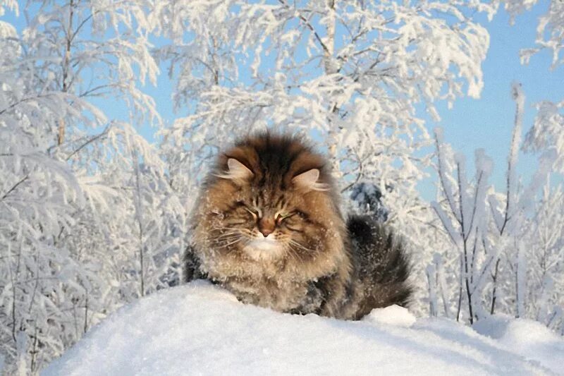Сибирский кот. С добрым зимним утром котики. Кот новый год. С добрым зимним утром приколы. Доброе зимнее утро котиков.