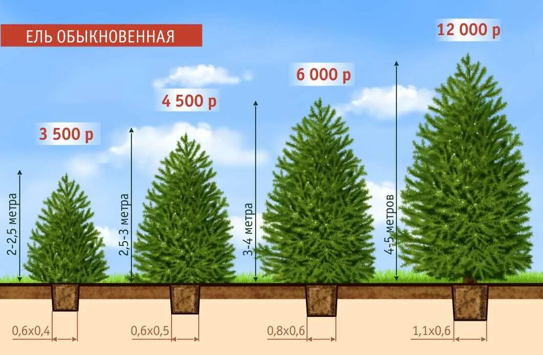 Размер хвойных растений. Высота ели. Ель высота дерева. Высота ели обыкновенной. Ель обыкновенная высота.