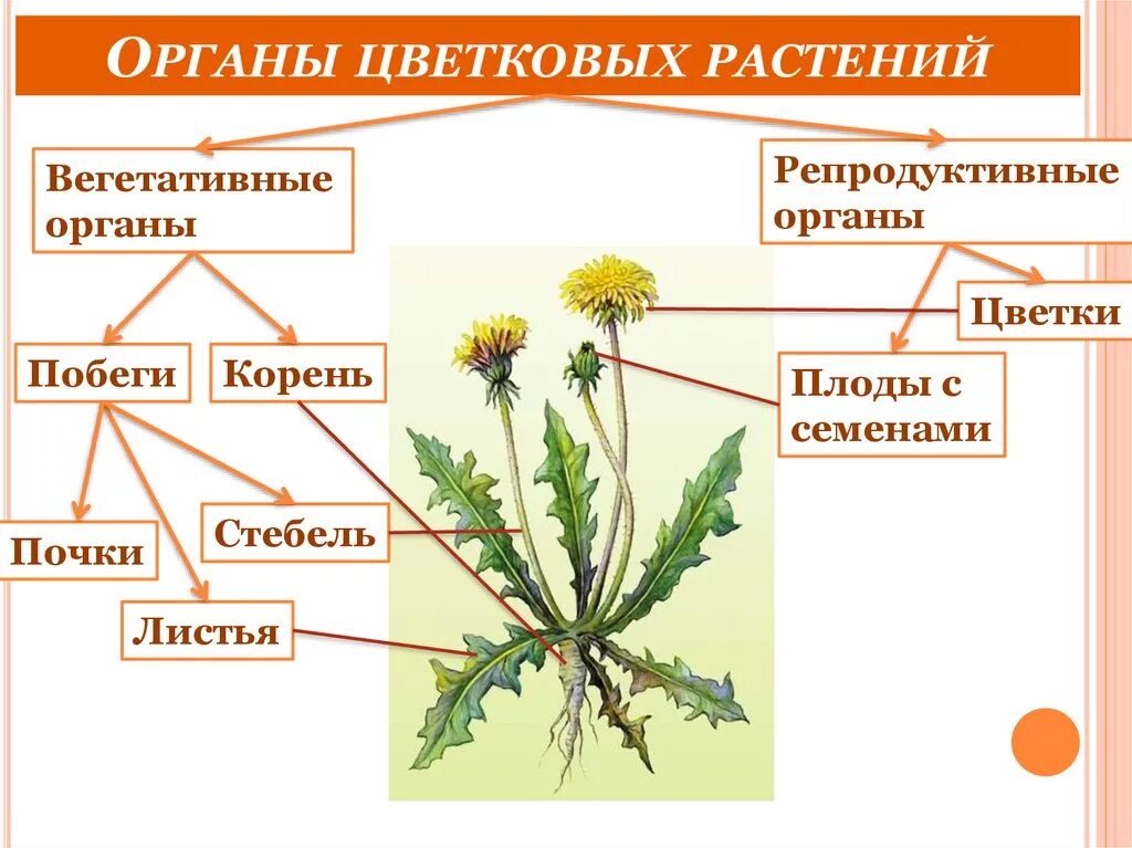 Вегетативные органы цветковых растений. Вегетативные органы цветкового растения. Вегетативные и репродуктивные органы растений. Строение органов цветкового растения.