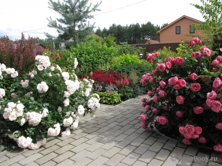 энциклопедия роз сады. сад участника одетта. энциклопедия роз сады. энциклопедия роз сады. роза эмили бронте.