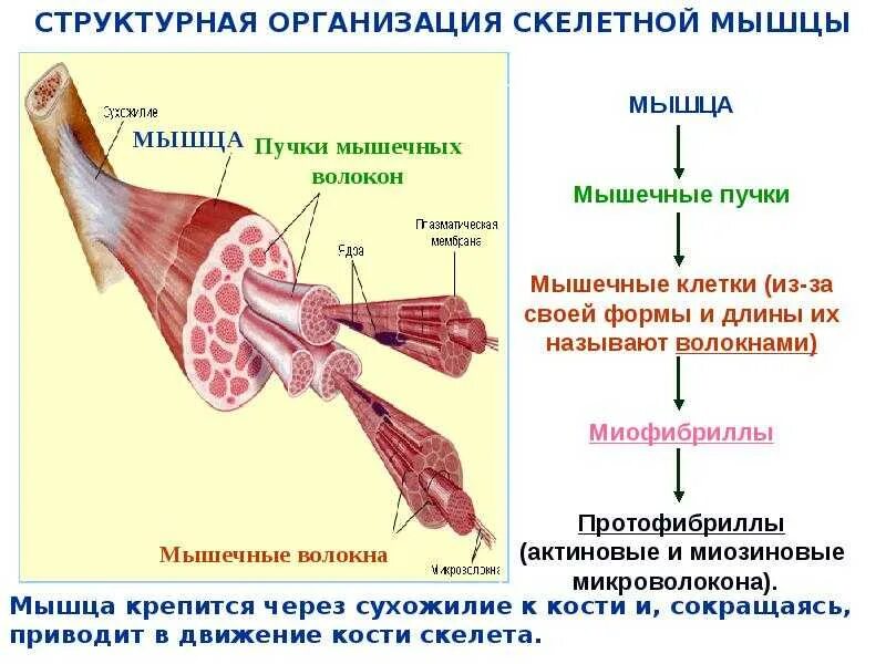 Мышечное волокно это. Структурная организация скелетной мышцы. Структурно-функциональная организация миофибрилл мышечного волокна. 7. Структурно-функциональная организация скелетной мышцы.. Строение мышечного волокна и мышечной ткани.