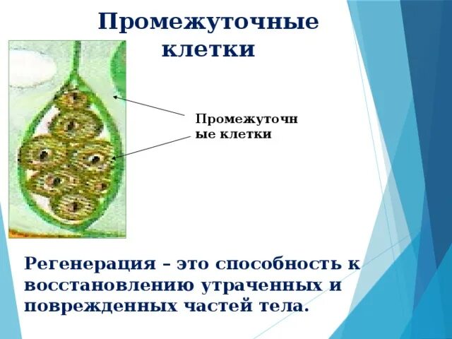 Промежуточные клетки что это. Промежуточные клетки кишечнополостных. Промежуточные клетки гидры. Промежуточные клетки что это. Строение промежуточной клетки.