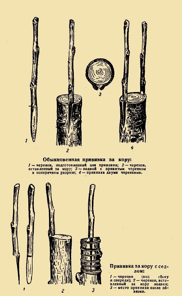Прививка яблони за кору. Прививка за кору плодовых деревьев. Окулировка за кору. Прививки растений за кору окулировкой. Улучшенная копулировка плодовых деревьев.