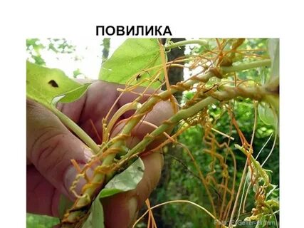 Павилика