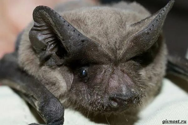 Ушан обыкновенный, или бурый. Пегий выростогуб. Бразильский складчатогуб. Ушан обыкновенный, или бурый. Пегий выростогуб.