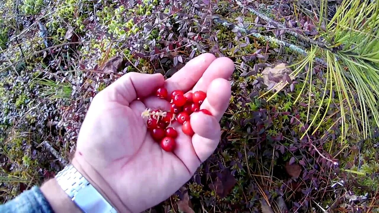 Карелия болото клюква. Клюква Карелии Болотная. Болото Коми клюква. Ягоды на болоте.