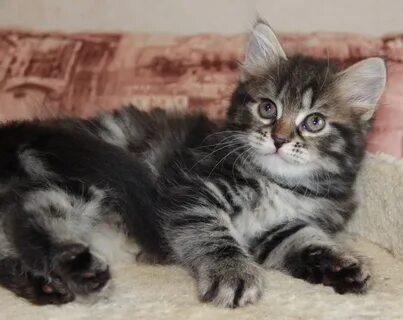Котята в добрые архангельск