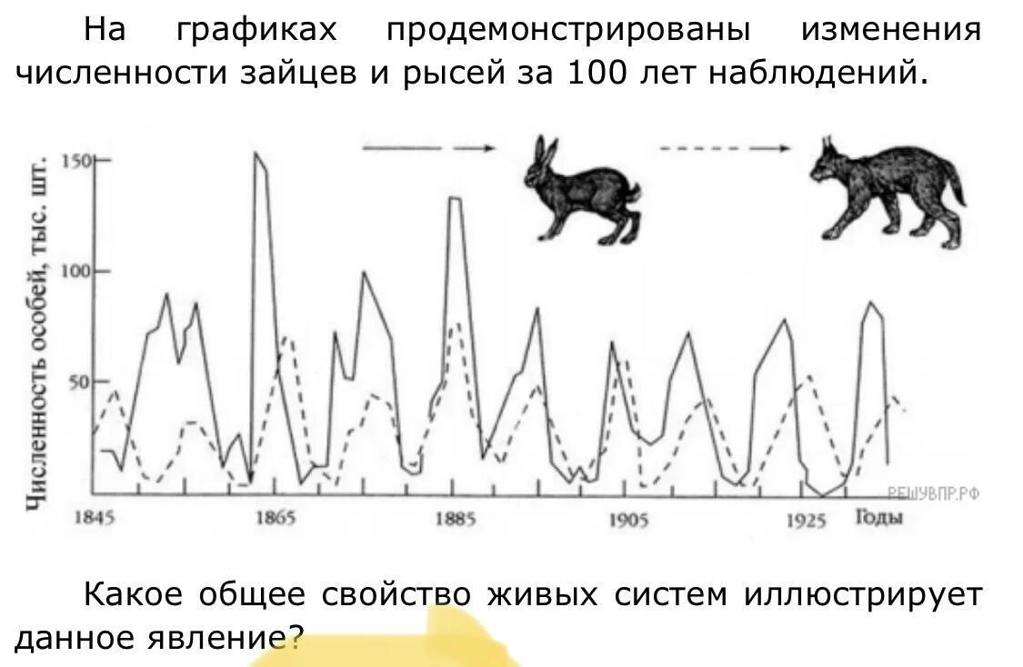 Взаимодействие популяций рыси и зайца