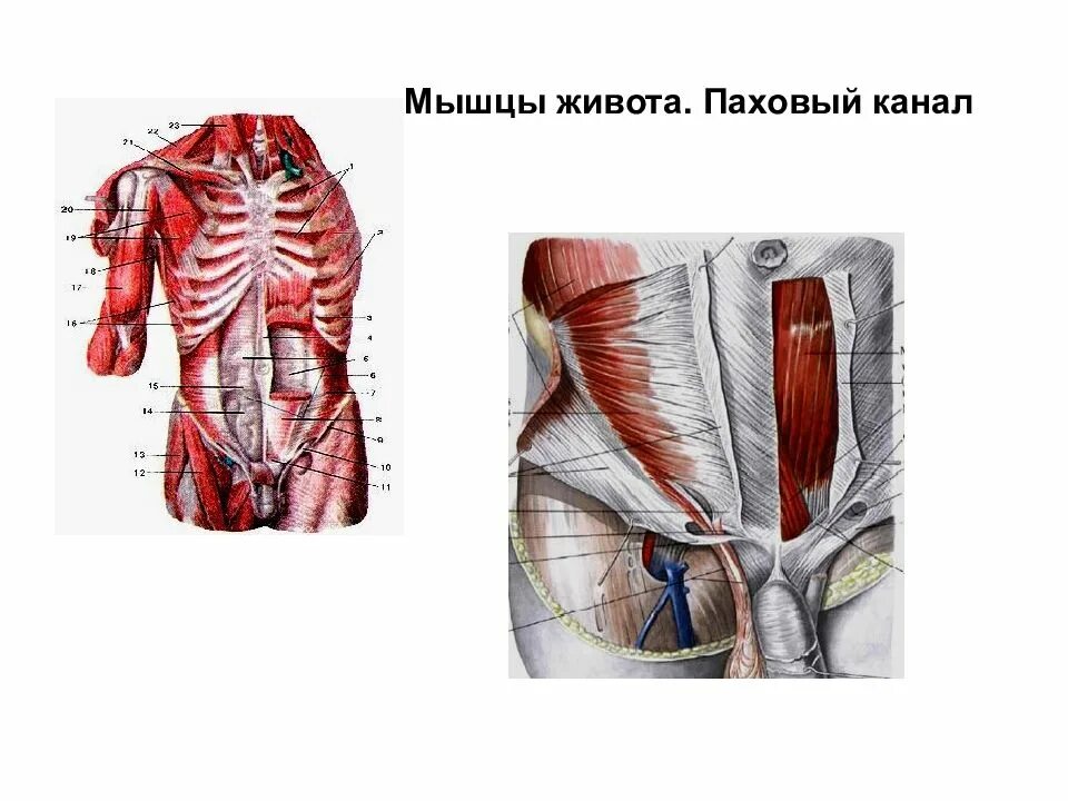 Прямые мышцы живота у мужчин. Мышцы живота. Прямая мышца живота анатомия. Строение мышц живота у мужчин. Прямая и косая мышца живота.