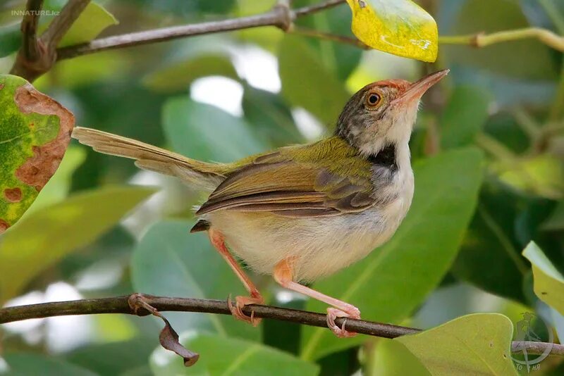 Птица портной дарзи. Почему птица портной так называется. Почему птица портной так называется. Orthotomus sutorius. Почему птица портной так называется.