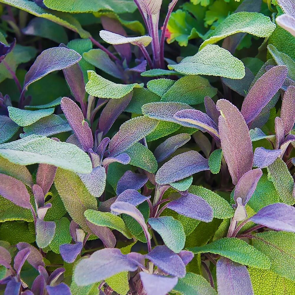 Шалфей саженцы. Шалфей купить саженцы. Шалфей дварф блю квин. Шалфей дубравный queen dwarf blue. Шалфей саженцы.