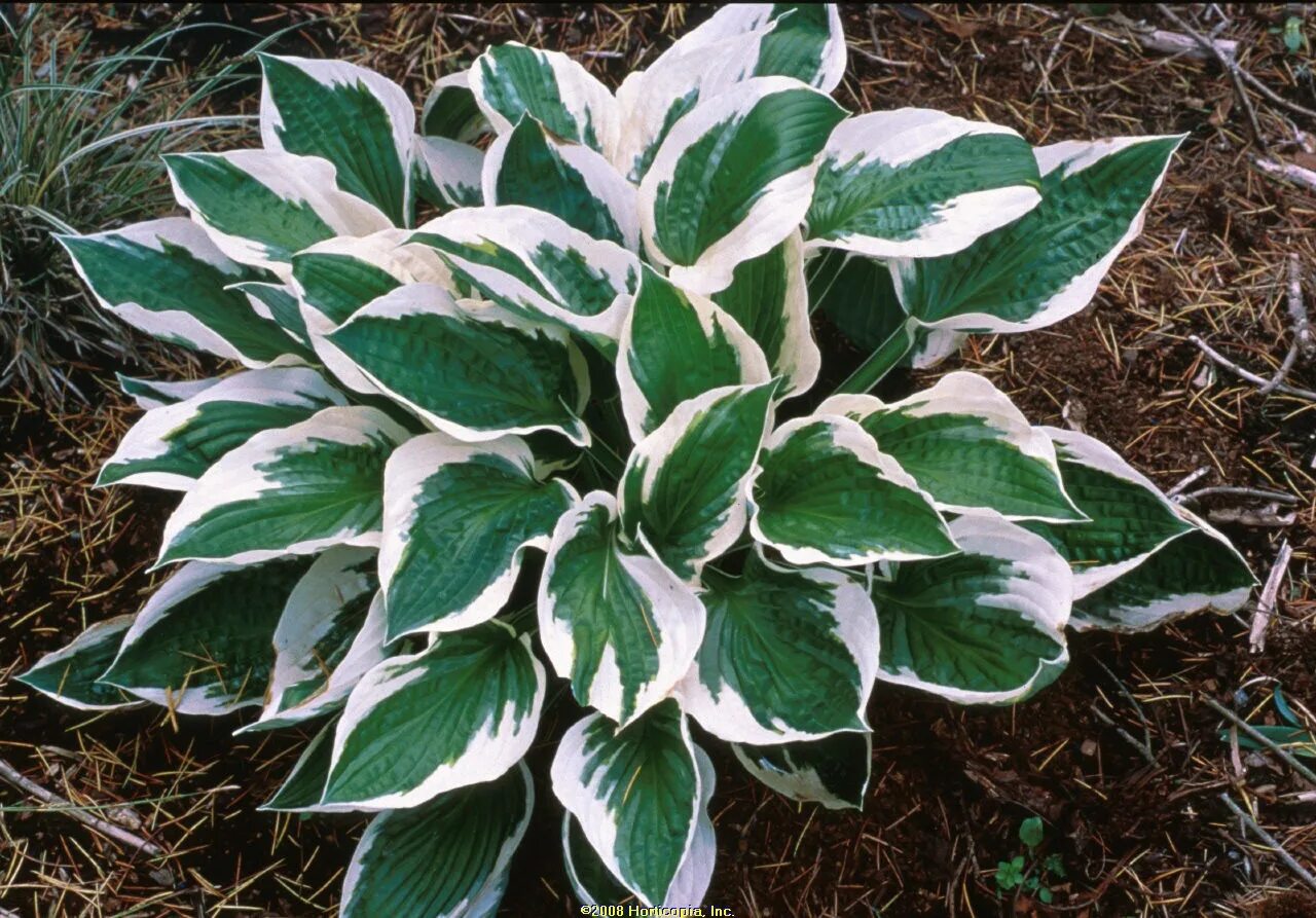 Определение хоста. Хоста форчуна патриот. хоста ‘patriot’ (hosta ‘patriot’). хоста остин дикинсон. хоста гибридная патриот (patriot).