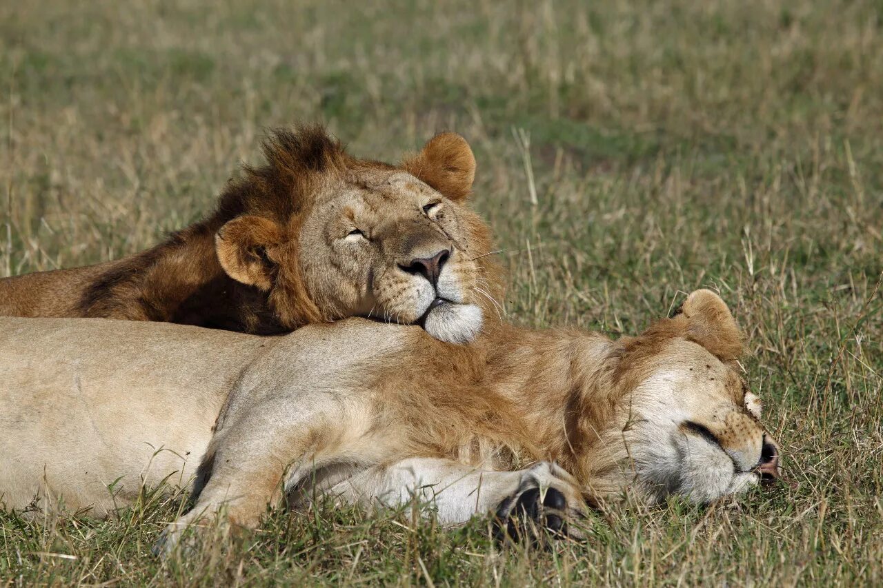 Кения сафари львы. Liones(Panther Leo) are the only big Cats that Lives in large Groups. Deposit files sleeping Lions. Фф sleeping lions автор litmasily