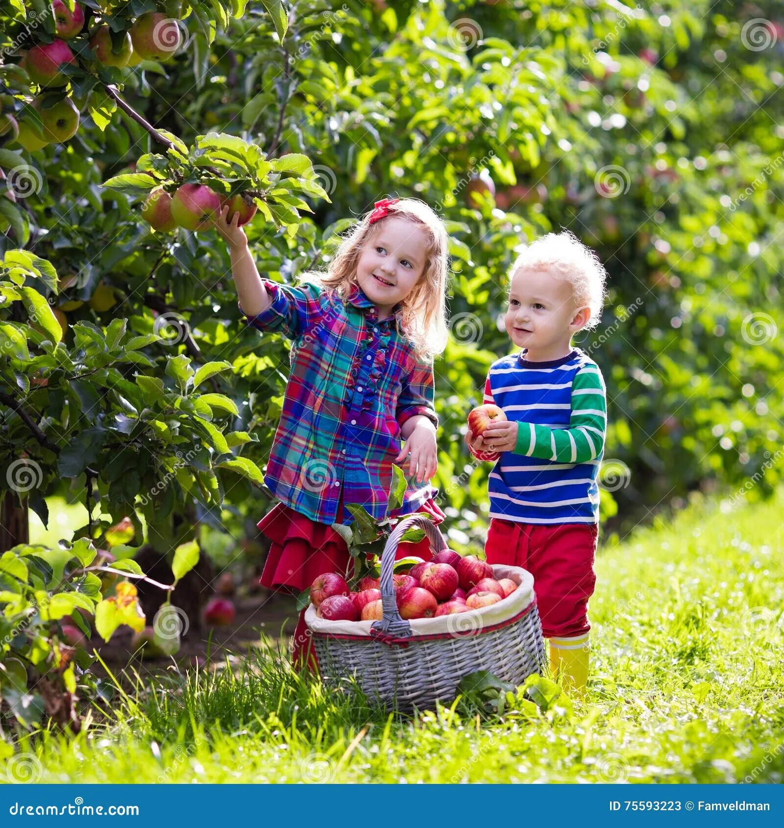 Осенью с яблони собрали яблоки желтые зеленые. Сбор яблок в саду. Фруктовый сад дети. Дети в яблочном саду. Собираем яблоки в саду.
