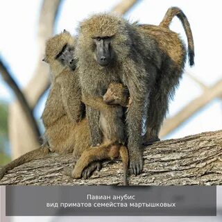 Большеголовая обезьяна