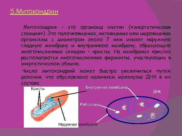 Нитевидная митохондрия. Строение митохондрии кратко. Митохондрии функции. Энергетической станцией называют