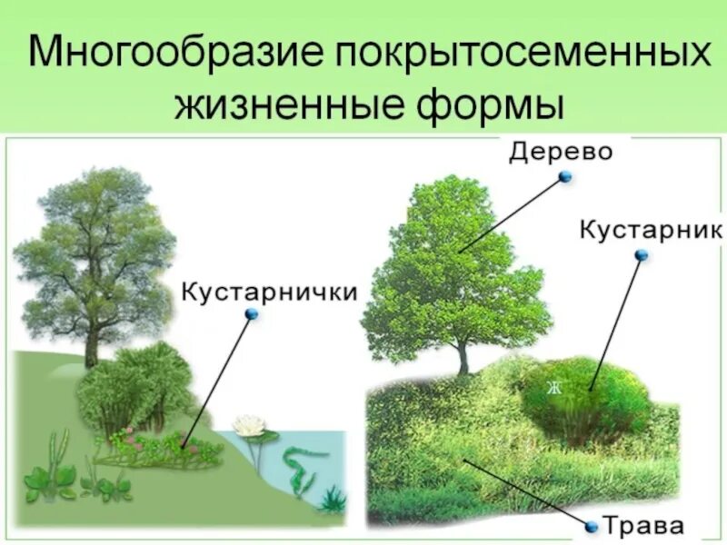 Усложнение организации покрытосеменных. Жизненные формы покрытосеменных растений. Жизненные формы покрытосеменных растений 5. Жизненная форма покрытосеменных растений 5 класс биология. Разнообразие жизненных форм покрытосеменных.