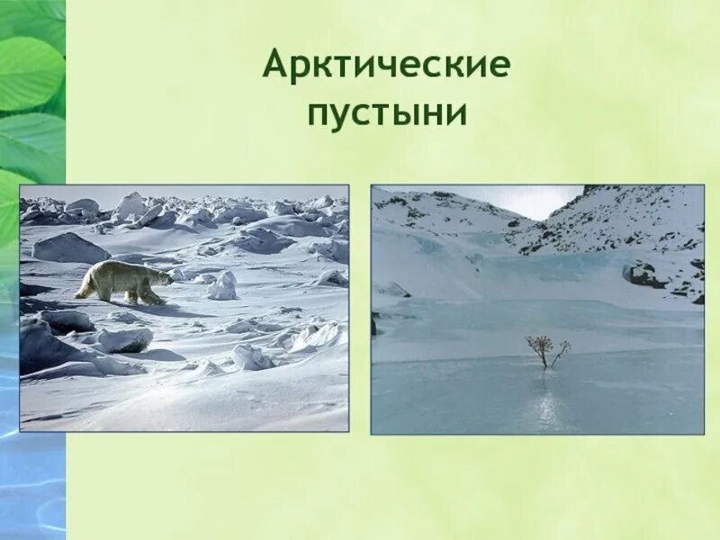 Зона арктические пустыни 4 класс презентация. Арктические пустыни презентация. Зона арктических пустынь 4 класс. Арктические пустыни 4 класс окружающий мир. Зона арктические пустыни 4 класс презентация.
