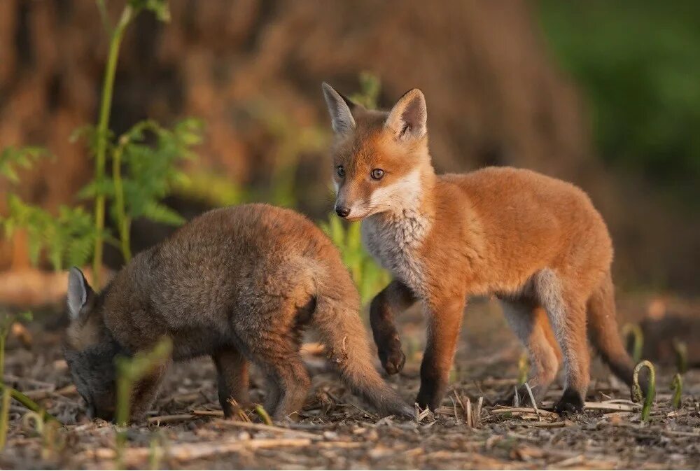 Красная лиса. Красные лисы Монерон. Red Fox Kodiak женская. Дымчато красная лиса. Переведи fox